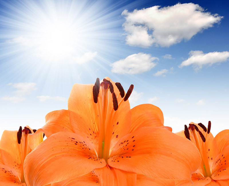 Discovering the Meaning Behind Valentine's Day Red Roses