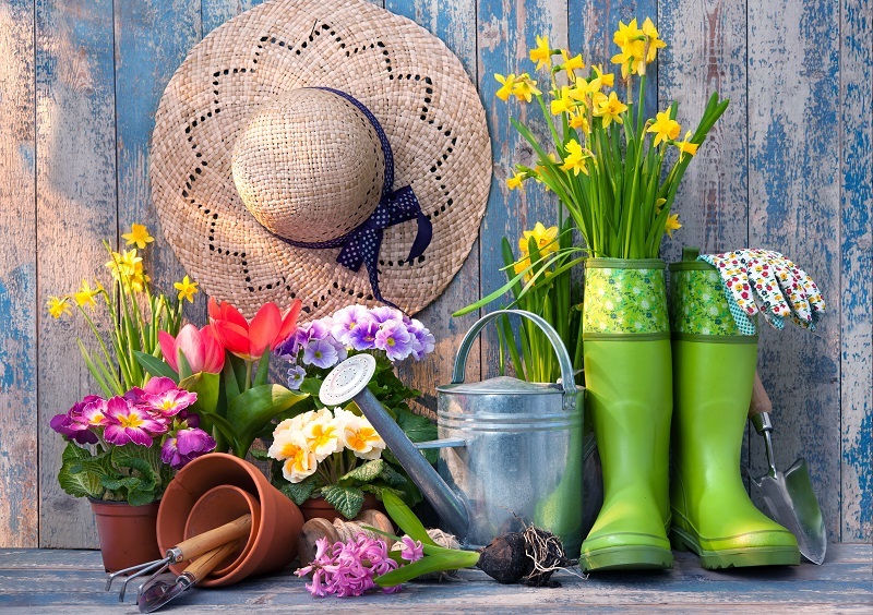 Insider Tips for Healthy and Lush Hydrangea Plants