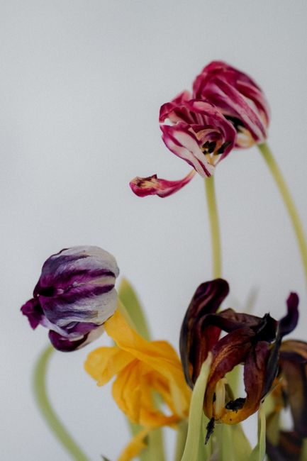 Why supermarket bouquets wilt fast: myths vs reality
